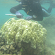 Keisha Bahr surveying some coral like a badass.